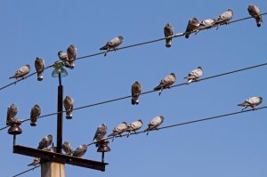 Вот эти еще электричеством питаются