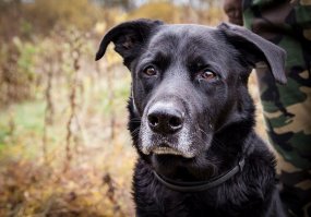 2,5 месяца, 5 лет, 10 лет