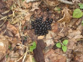 Она скажет нет, когда найдёт это у себя в гостиной