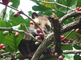 на самом деле - и не лемуров, а циветы, это зверь семейства виверовых (похожи на куньих и кошачьих). Всеядны - едят и падаль, и кофе 
И не на Мадагаскаре (там выращивают только робусту, а её к ценным сортам даже после такого выковыривания не причислишь), а в Индонезии.

И называется такой сорт кофе - Копи Лювак.