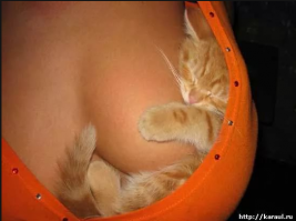 Смешные комментарии и высказывания из социальных сетей