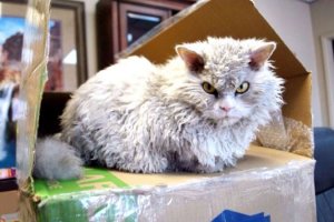Добавлю доброго котика...
