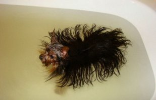 Разведение инфузории туфельки дома