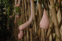 Прекрасное семейство кабачковых