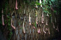 Прекрасное семейство кабачковых