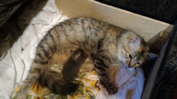 Несколько дней назад у меня в машине кошка родила. Под задним бампером. И зараза эта лазила каждый вечер в машину, а на утро сваливала с одним котенком, когда я уезжал. Второй со мной катался. И так 3 дня. Постоянно оставляли записки, что котенок орет из под машины. А я приходил и ничего не было, спал, наверное.

Съездил в сервис, ничего не нашли. А ночью позвонили, что орет. Пошёл к машине. И в самом деле орет. Поехал в сервис...
Разобрали днище и достали. Слепой ещё. Дня 3-4 на вид. 

Забрал домой, накормил. Утром вынес во двор. Оставил, надеялся, что кошка заберет. Она к нему подошла, но толпа любопытных дебилов не дала ей подойти к нему. В итоге она свалила и за весь день не подошла ни разу. Пришлось опять забирать и кормить уже специализированным кормом из специальной соски.

Сейчас он у женщины с работы. У неё кошка родила 1,5 месяца назад. Приняла его. Если ещё дней 10 протянет, то должен выжить...