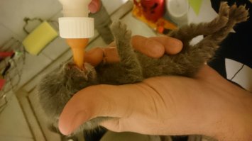 Несколько дней назад у меня в машине кошка родила. Под задним бампером. И зараза эта лазила каждый вечер в машину, а на утро сваливала с одним котенком, когда я уезжал. Второй со мной катался. И так 3 дня. Постоянно оставляли записки, что котенок орет из под машины. А я приходил и ничего не было, спал, наверное.

Съездил в сервис, ничего не нашли. А ночью позвонили, что орет. Пошёл к машине. И в самом деле орет. Поехал в сервис...
Разобрали днище и достали. Слепой ещё. Дня 3-4 на вид. 

Забрал домой, накормил. Утром вынес во двор. Оставил, надеялся, что кошка заберет. Она к нему подошла, но толпа любопытных дебилов не дала ей подойти к нему. В итоге она свалила и за весь день не подошла ни разу. Пришлось опять забирать и кормить уже специализированным кормом из специальной соски.

Сейчас он у женщины с работы. У неё кошка родила 1,5 месяца назад. Приняла его. Если ещё дней 10 протянет, то должен выжить...