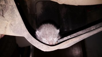 Несколько дней назад у меня в машине кошка родила. Под задним бампером. И зараза эта лазила каждый вечер в машину, а на утро сваливала с одним котенком, когда я уезжал. Второй со мной катался. И так 3 дня. Постоянно оставляли записки, что котенок орет из под машины. А я приходил и ничего не было, спал, наверное.

Съездил в сервис, ничего не нашли. А ночью позвонили, что орет. Пошёл к машине. И в самом деле орет. Поехал в сервис...
Разобрали днище и достали. Слепой ещё. Дня 3-4 на вид. 

Забрал домой, накормил. Утром вынес во двор. Оставил, надеялся, что кошка заберет. Она к нему подошла, но толпа любопытных дебилов не дала ей подойти к нему. В итоге она свалила и за весь день не подошла ни разу. Пришлось опять забирать и кормить уже специализированным кормом из специальной соски.

Сейчас он у женщины с работы. У неё кошка родила 1,5 месяца назад. Приняла его. Если ещё дней 10 протянет, то должен выжить...