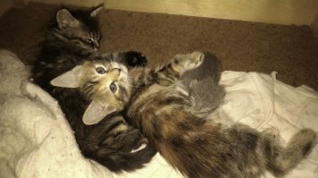 Несколько дней назад у меня в машине кошка родила. Под задним бампером. И зараза эта лазила каждый вечер в машину, а на утро сваливала с одним котенком, когда я уезжал. Второй со мной катался. И так 3 дня. Постоянно оставляли записки, что котенок орет из под машины. А я приходил и ничего не было, спал, наверное.

Съездил в сервис, ничего не нашли. А ночью позвонили, что орет. Пошёл к машине. И в самом деле орет. Поехал в сервис...
Разобрали днище и достали. Слепой ещё. Дня 3-4 на вид. 

Забрал домой, накормил. Утром вынес во двор. Оставил, надеялся, что кошка заберет. Она к нему подошла, но толпа любопытных дебилов не дала ей подойти к нему. В итоге она свалила и за весь день не подошла ни разу. Пришлось опять забирать и кормить уже специализированным кормом из специальной соски.

Сейчас он у женщины с работы. У неё кошка родила 1,5 месяца назад. Приняла его. Если ещё дней 10 протянет, то должен выжить...