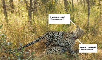 Львицы закатили скандал загулявшему льву