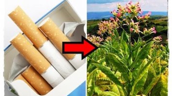 Как выглядят продукты и вещи до того, как обретают привычный нам вид