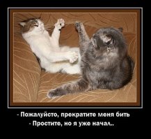 Драка вежливых котов