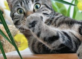 Львицы закатили скандал загулявшему льву