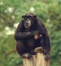 Афроамериканка-альбинос - новая сенсация мирового модельного бизнеса