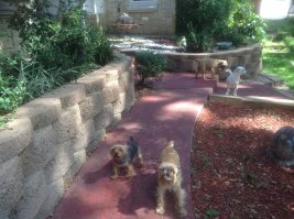 Охранная команда дома под предводительством йорки Мэди