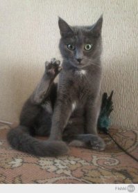 Кто сказал, что вы не умеете рисовать котиков?