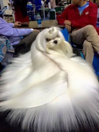 30 причин завести собаку