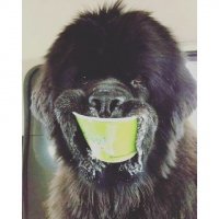 30 причин завести собаку