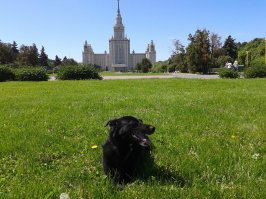 30 причин завести собаку