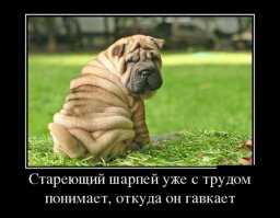 23 интересных факта о животных, которые вас удивят