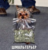 Очередная порция картинок с подписями