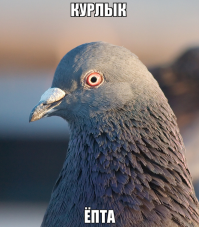 Автоподстава от голубя