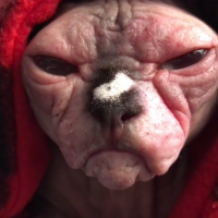 Самый жуткий в мире кот стал звездой instagram