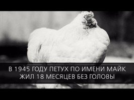 23 интересных факта о животных, которые вас удивят