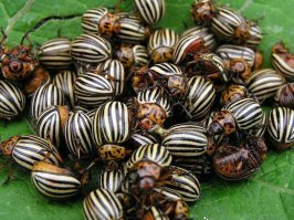 Армия животных