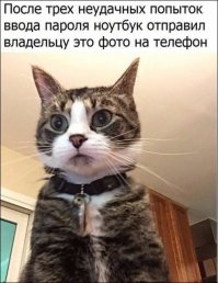 Смешные  животные. До слёз