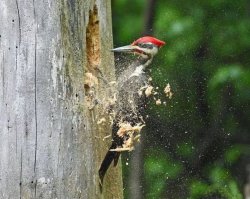 Если на первой картинке -  повестка в суд на бересте, то вот как я представляю себе секретаря такого судебного заседания: