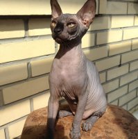 Самый жуткий в мире кот стал звездой instagram