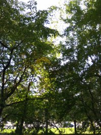 Т.е. в лесах которых я живу деревья, с*ка, глупые?