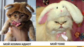 Фотки, доказывающие, что коты умнее людей. Часть I