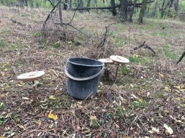 каких только в лесу мутантов не встретишь!