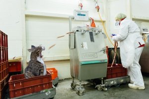 Как выглядят продукты и вещи до того, как обретают привычный нам вид