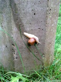 Медленно-медленно ползи Улитка
Вниз по столбу.
Шаговое напряжение...
(текст и фото - ЖЖитель vinnypuh)
