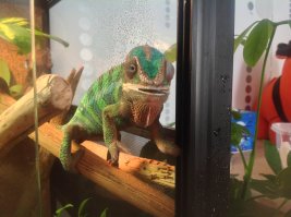 Ребята, хамелеон это тема))))) завел себе пантерового хамелеона)))) ни когда не думал , что буду сидеть и наблюдать за хамелеоном . Это просто магия он меняет цвет на глазах, стреляет языком в насекомых и постоянно куда то хочет ползти)))))  ученые находят окаменелых хамелеонов возраст , которых 140 млн. лет и они уже тогда были такими они самые старые из ныне существующих на земле организмов))))) всем советую успокаивает нервы))) моего зовут Фидель, он сивол исполнения желаний и мечт,  у Фиделя Кастро  была мечта подарить Кубе свободу и он воплотил ее в жизнь))))))