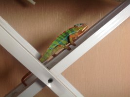 Ребята, хамелеон это тема))))) завел себе пантерового хамелеона)))) ни когда не думал , что буду сидеть и наблюдать за хамелеоном . Это просто магия он меняет цвет на глазах, стреляет языком в насекомых и постоянно куда то хочет ползти)))))  ученые находят окаменелых хамелеонов возраст , которых 140 млн. лет и они уже тогда были такими они самые старые из ныне существующих на земле организмов))))) всем советую успокаивает нервы))) моего зовут Фидель, он сивол исполнения желаний и мечт,  у Фиделя Кастро  была мечта подарить Кубе свободу и он воплотил ее в жизнь))))))