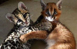 В Новосибирском зоопарке две домашние кошки стали приёмными мамами