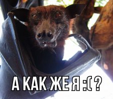 23 интересных факта о животных, которые вас удивят