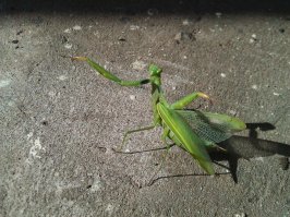 У нас в Калужской области одно время богомолы присутствовали пару,тройку лет. Сейчас давно уже невижу...