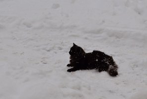 К нам вот такое как то пришло водички попить, семь лет уже прошло как на довольствие поставили...