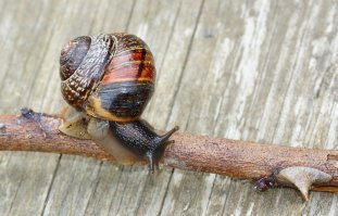 Аффтар, оно? Накопал у себя в запасах...