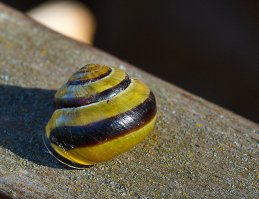 Аффтар, оно? Накопал у себя в запасах...