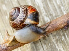 Аффтар, оно? Накопал у себя в запасах...