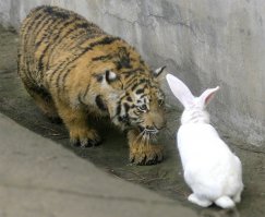 Крадущийся тигр, затаившийся дракон