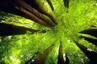 Без фотошопа весь лес так выглядит...
И только на кратинках в посте видны расстояния между всеми деревьями, причем между всеми ветками и с любой точки, что даже физически - просто не реально