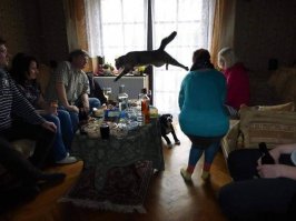 Подборка лучших приколов с котами