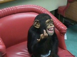 Городские чиновники своим упорным желанием копировать чужое мне напомнили